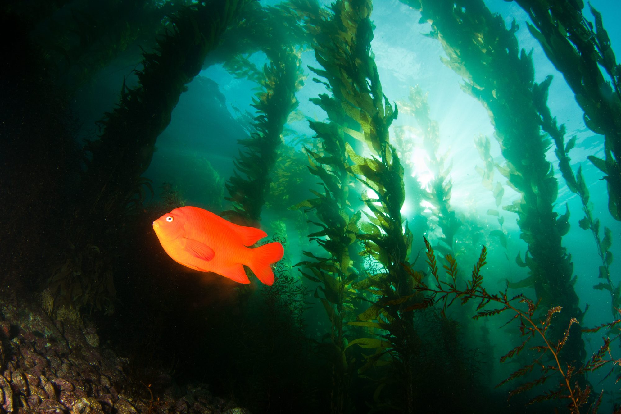 A garibaldi fish swimming through a giant kelp forest
