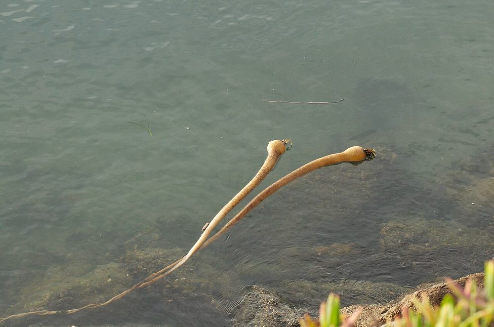 Bull Kelp