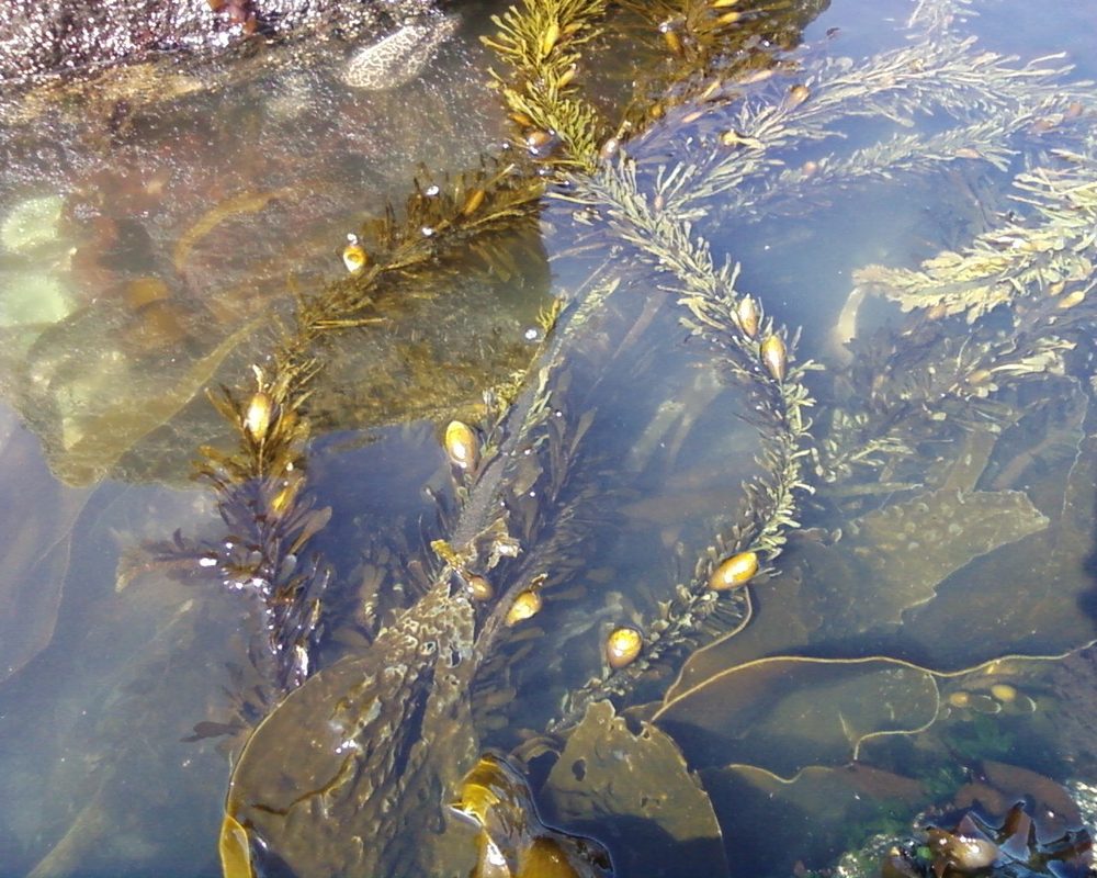 Feather Boa Kelp
