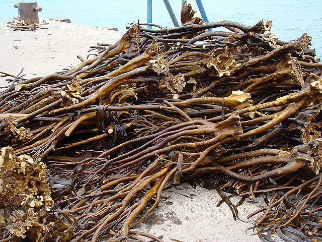 Huiro Kelp