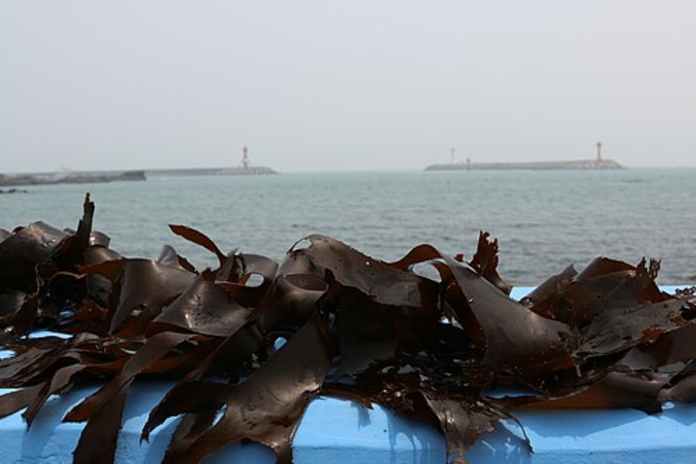 Kombu