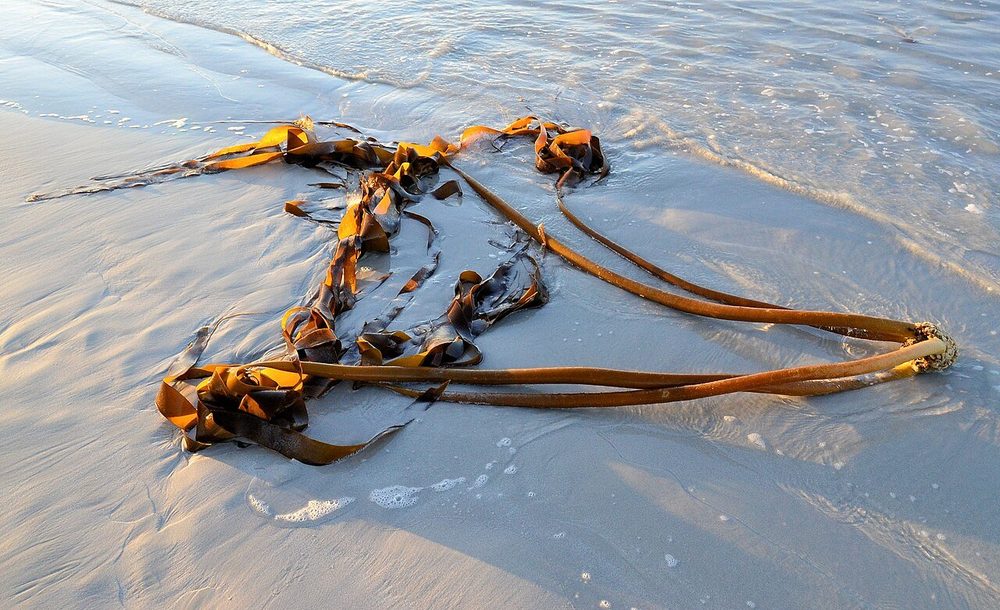 Sea Bamboo