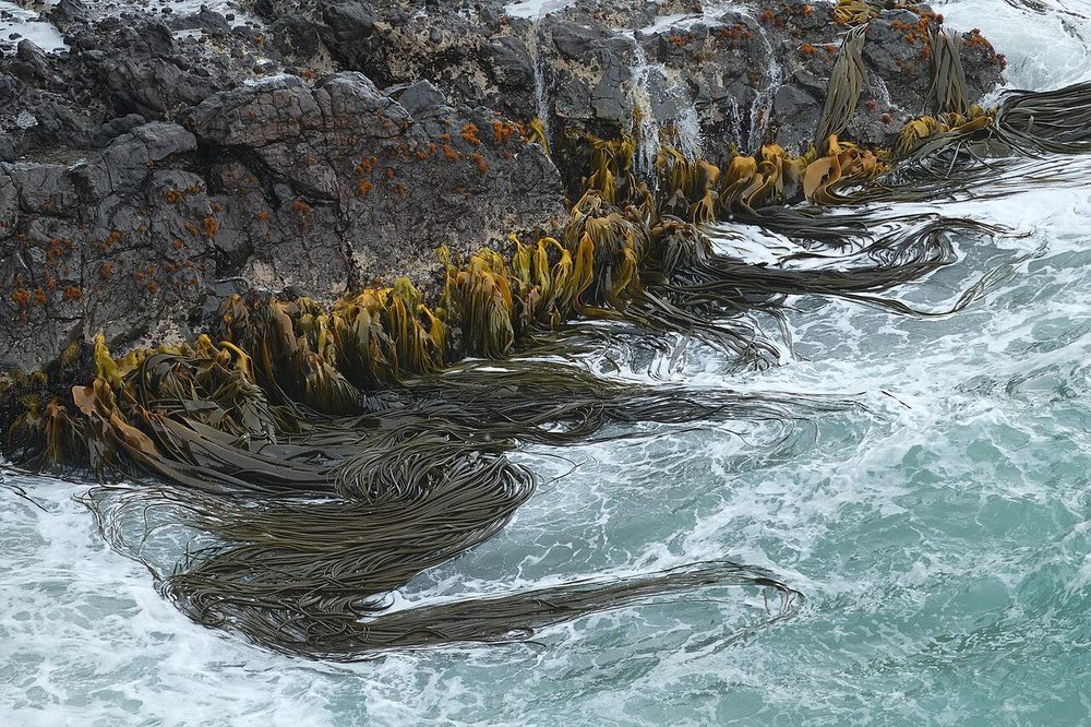 Southern Bull Kelp