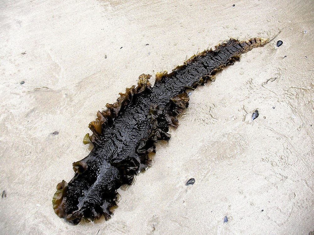 Sugar Kelp