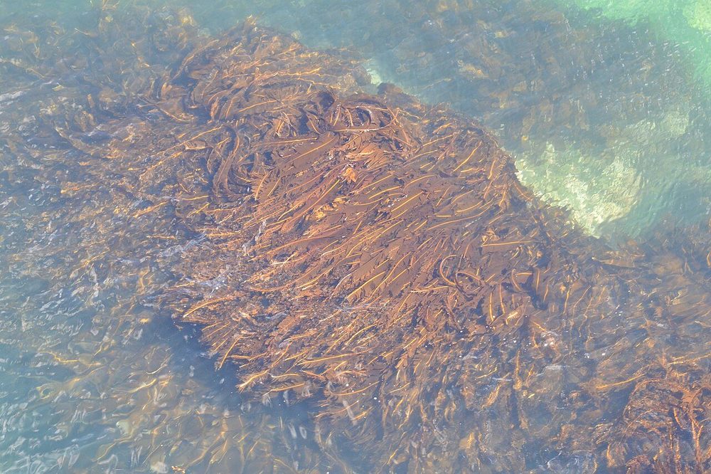 Winged Kelp